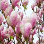 Магнолия Soulangeana - Солангеана , снимка 3