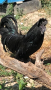Ayam cemani излишен е търси нов дом, снимка 1 - Кокошки и пуйки - 44738079