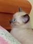 Мъжко сиамско коте , снимка 5