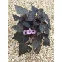 Ipomoea ‘Flora Mia Nero’ Импомеа, снимка 2