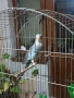 Женски принцов папагал Александрино. , снимка 2