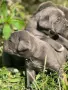 Продавам Кане Корсо , снимка 4