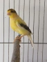мъжко канарче Орфей, канар, снимка 2