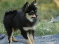 Померан Померанче черно с подпали, снимка 4