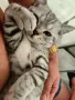 Продавам Британска късокосместа котка , снимка 1