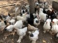 Кокошки - Невероятни брами, снимка 6