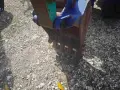 багери Японсик над 60 броя, снимка 7