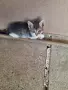Подарявам малки котета на два месеца. Перник кв Тева., снимка 1