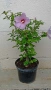 hibiscus syriacus дървовидна ружа , снимка 1