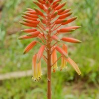 Алое на де Лет (Aloe × delaetii), снимка 2 - Стайни растения - 37398316