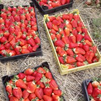 продавам расад ягоди и малини, снимка 7 - Сортови семена и луковици - 30693493