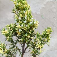 Хвойна Андора Вариегата, студоустойчива!!, снимка 4 - Градински цветя и растения - 37181791