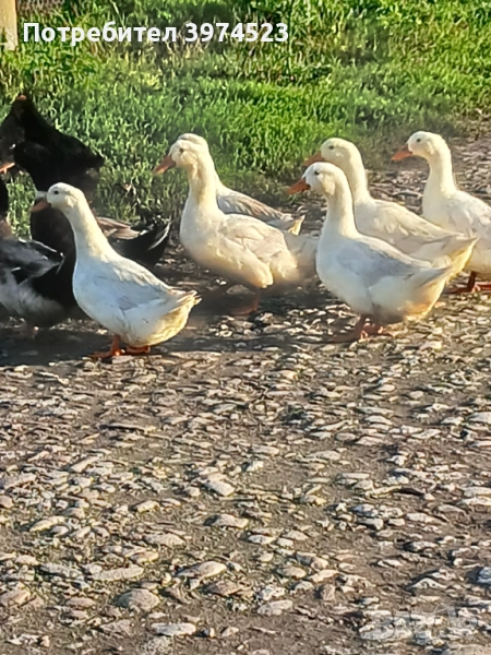 Крякащи йордечки, снимка 1