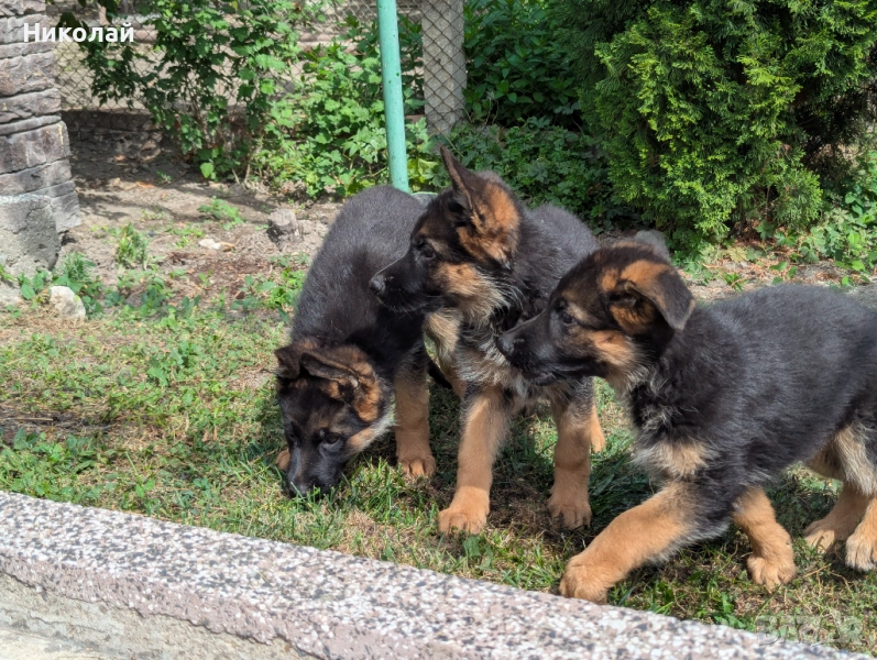 Продавам чистокръвни немски овчарки , снимка 1