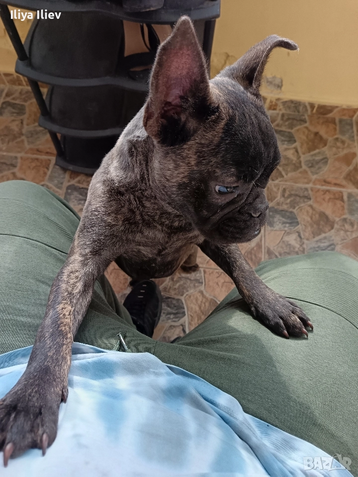 френски булдок 6 месеца , снимка 1