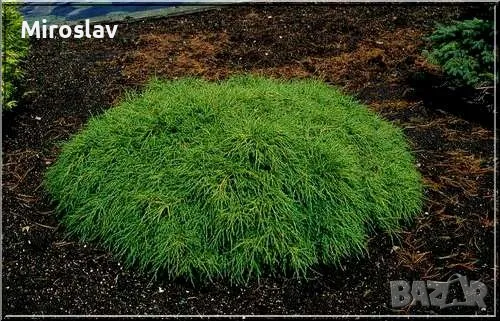 Лъжекипарис “Filifera Nana”, снимка 1