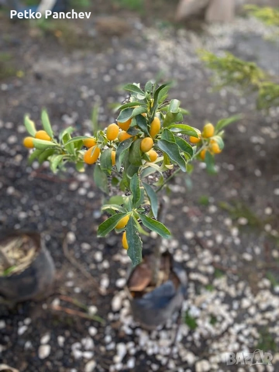 Кумкуат със плод , снимка 1