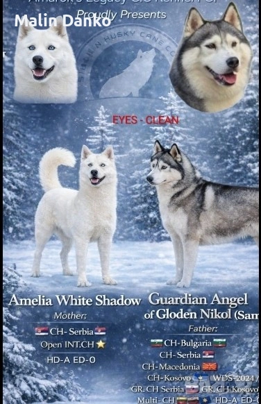  Невероятни Сибирски  Хъскита за резервация   , снимка 1