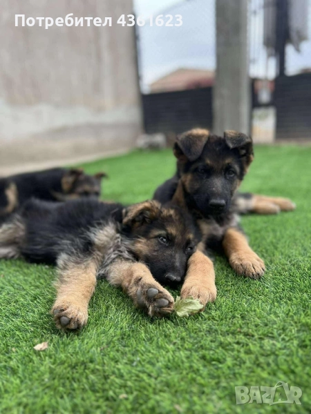 Чистокръвни немски овчарки , снимка 1