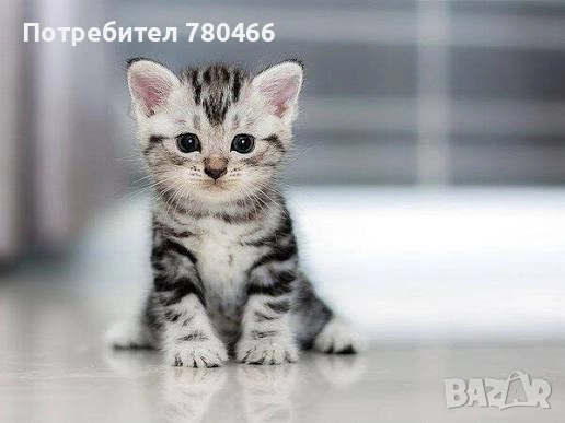 Котешка тоалетна ”КЕНО”антибактериална и антисептична 5кг5кг, снимка 1