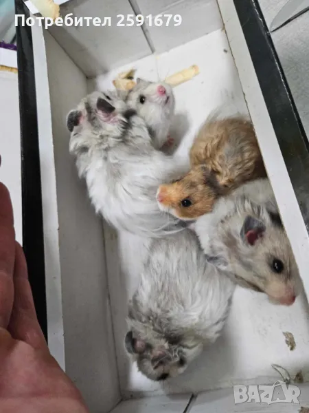 Хамстер, снимка 1