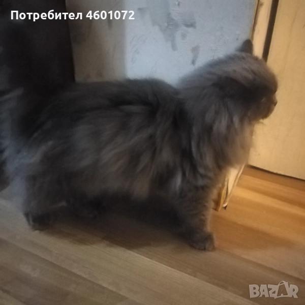 Британска дългокосместа , снимка 1