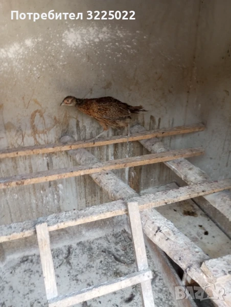 Продавам колхитски фазани , снимка 1