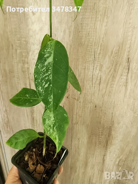 Хоя Coriacea splash, снимка 1