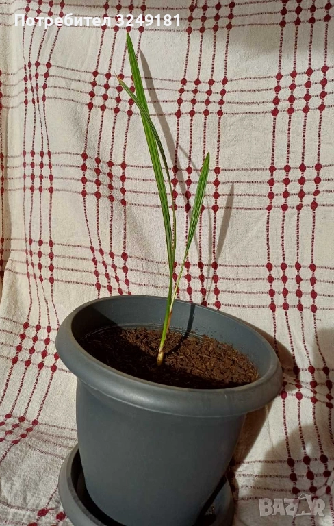 Продавам млади финикови палми на 2,5 г., снимка 1