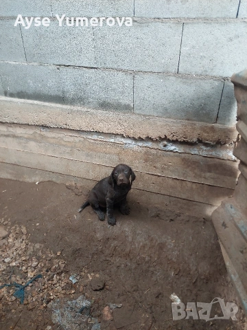 Куцухар, снимка 2 - Курцхаар - 53050329