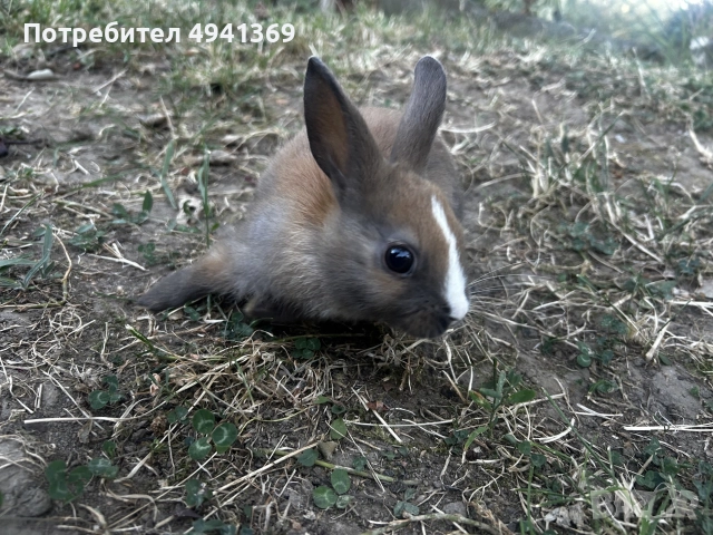 Лъвска глава и зализан косъм, снимка 6 - Декоративни зайчета - 55969783