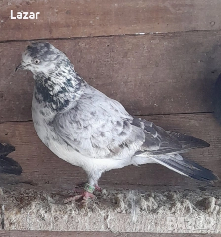 Елитни типлепи кинчес, снимка 3 - Гълъби - 53941935