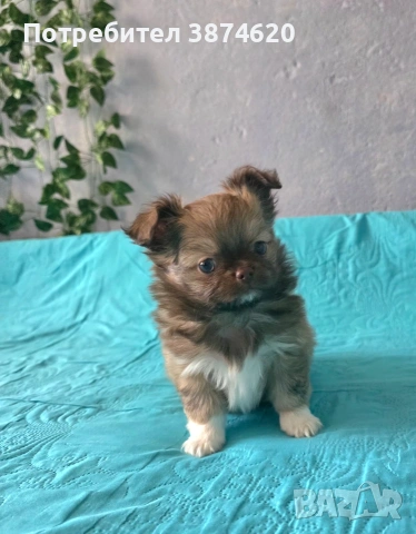 чихуахуа момченца , снимка 2 - Чихуахуа - 54112791