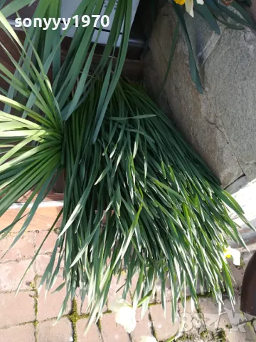 НАРЦИСИ-25ЛВ ЗА ЛОТ ОТ 25БР С ЛУКОВИЦИ 1104250533, снимка 6 - Градински цветя и растения - 49853468