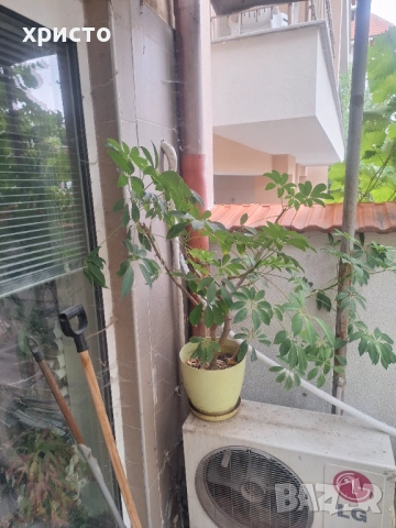 Продавам шефлера 10лв., снимка 4 - Стайни растения - 51864178