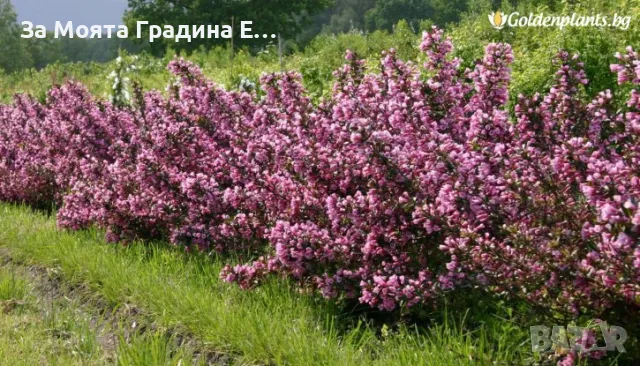 Вайгела, снимка 5 - Градински цветя и растения - 49431876