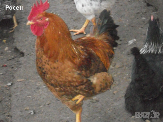 Петли, снимка 4 - Кокошки и пуйки - 53055283