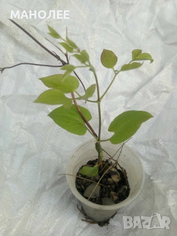 Клематис, снимка 2 - Градински цветя и растения - 52038414