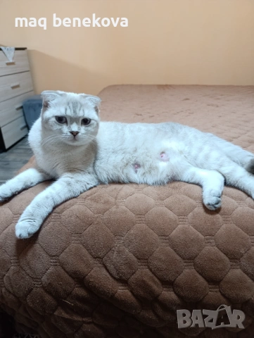  Прекрасни британско и шотландско котета момичета!, снимка 9 - Британска късокосместа - 54007917