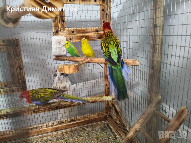 Работещ чифт пъстри розели и вълнисти, снимка 4 - Папагали - 53189548