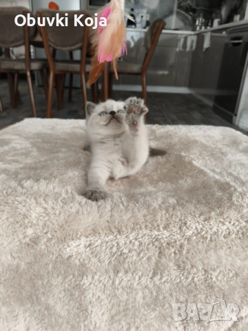 Уникален подарък за вашите любими , снимка 5 - Британска късокосместа - 53035390