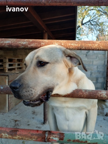 Кангал мъжки. За разплод, снимка 4 - Кангал - 52255194