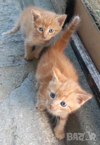 Подаряваме котета., снимка 6 - Други - 54716851