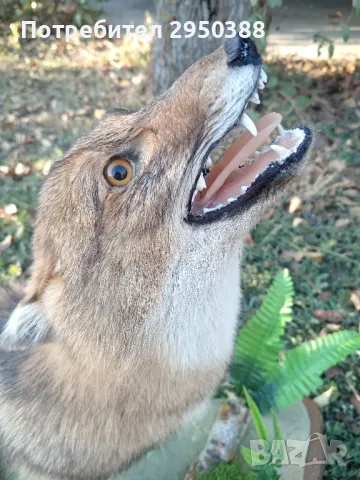 Препариран Чакал продавам , снимка 3 - Колекции - 47459000