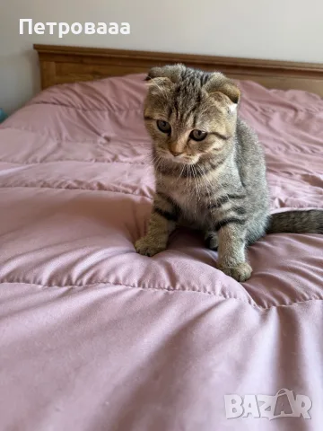Шотландски котета , снимка 6 - Британска късокосместа - 56309300