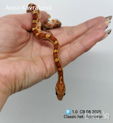 Царевични смоци /царевичен смок , снимка 2 - Змии - 54011711