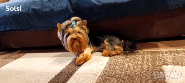мини йорки , снимка 10 - Йоркширски териер - 52829227