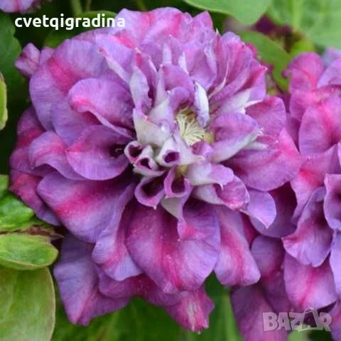 Clematis Krolowa Bona(Клематис Кралица Бона), снимка 2 - Градински цветя и растения - 50938470