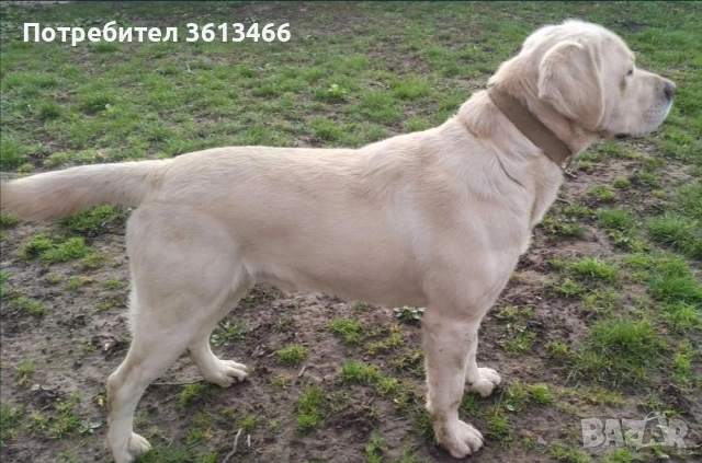 Лабрадор ретривър чистокръвни, снимка 8 - Лабрадор ретривър - 54225664