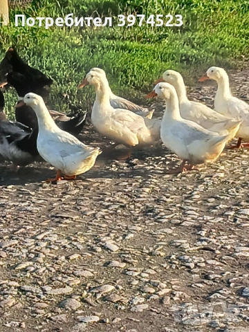 Крякащи йордечки